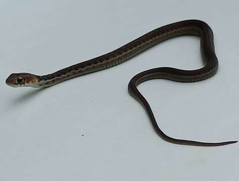 Image of Goldenhead Garter Snake