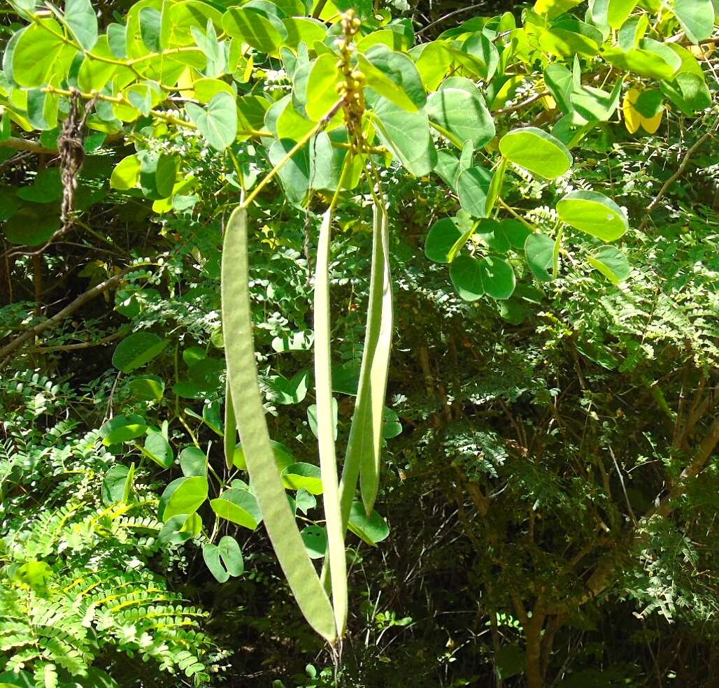 Plancia ëd Bauhinia pauletia Pers.