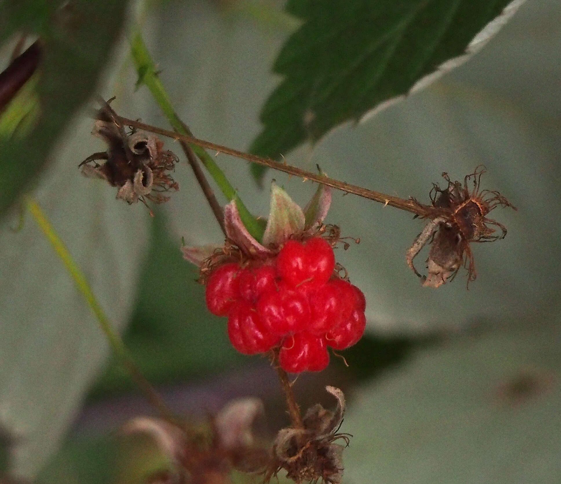 Image of grayleaf red raspberry