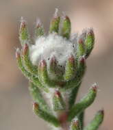 Image of Phylica lanata Pillans