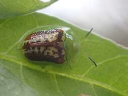 Image of Cassida (Crepidaspis) compuncta (Boheman 1855)