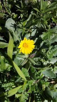 Image of field marigold