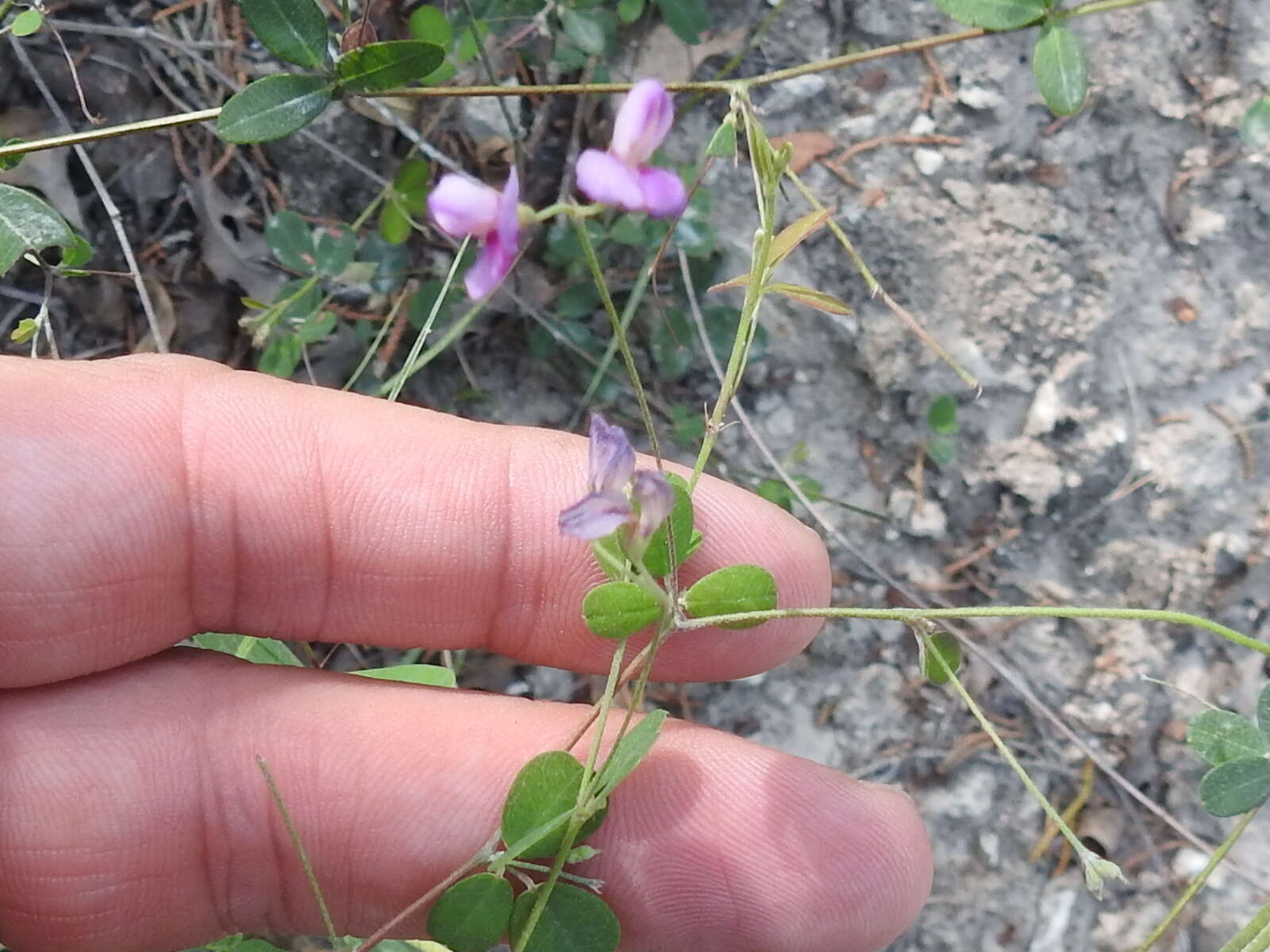 Слика од Lespedeza texana Britton