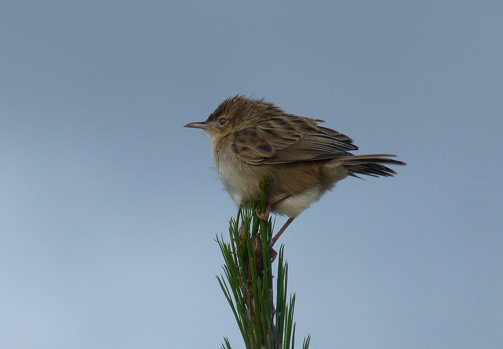 Image of Madagascan Cisticola