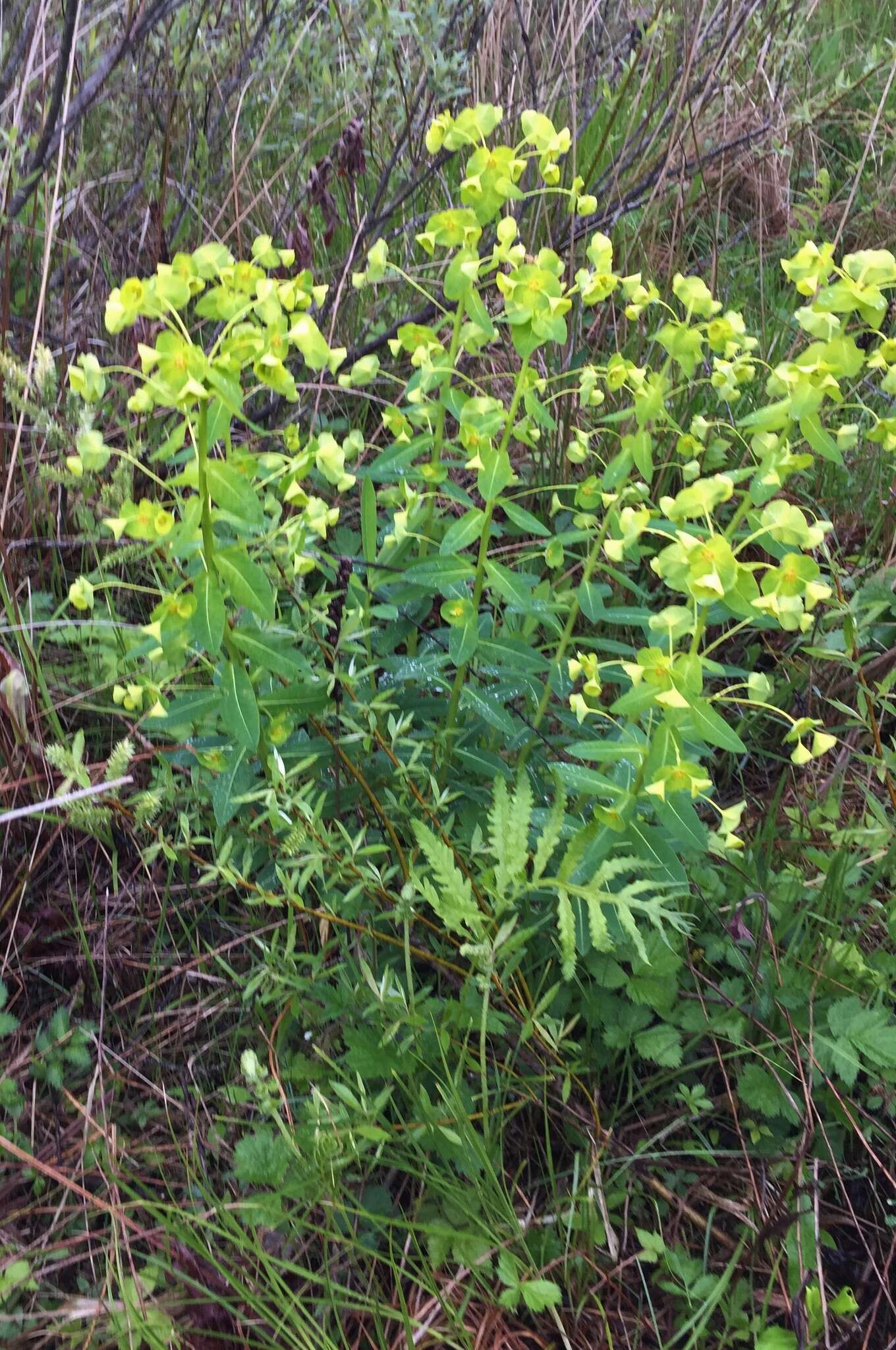 Image of Darlington's Glade Spurge