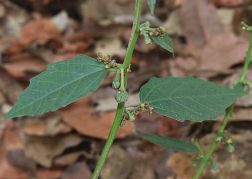 Imagem de Baliospermum solanifolium (Burm.) Suresh