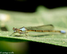 Sivun Oxyagrion ablutum (Calvert 1909) kuva