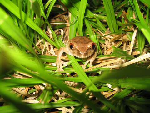 Image de Leptopelis spiritusnoctis Rödel 2007