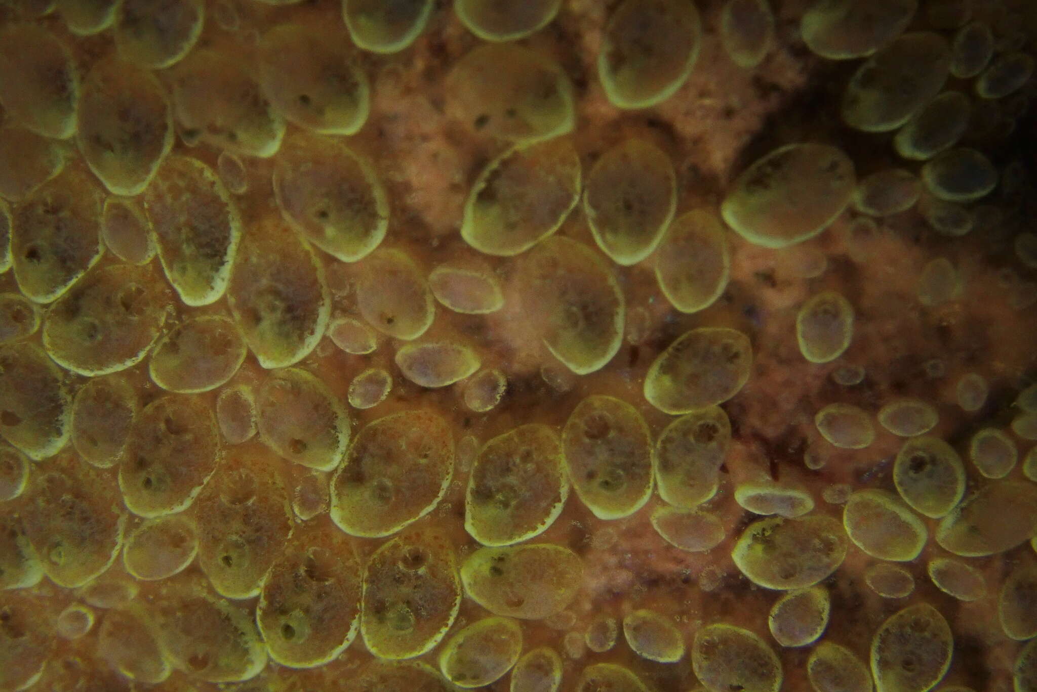 Image of Tunicate