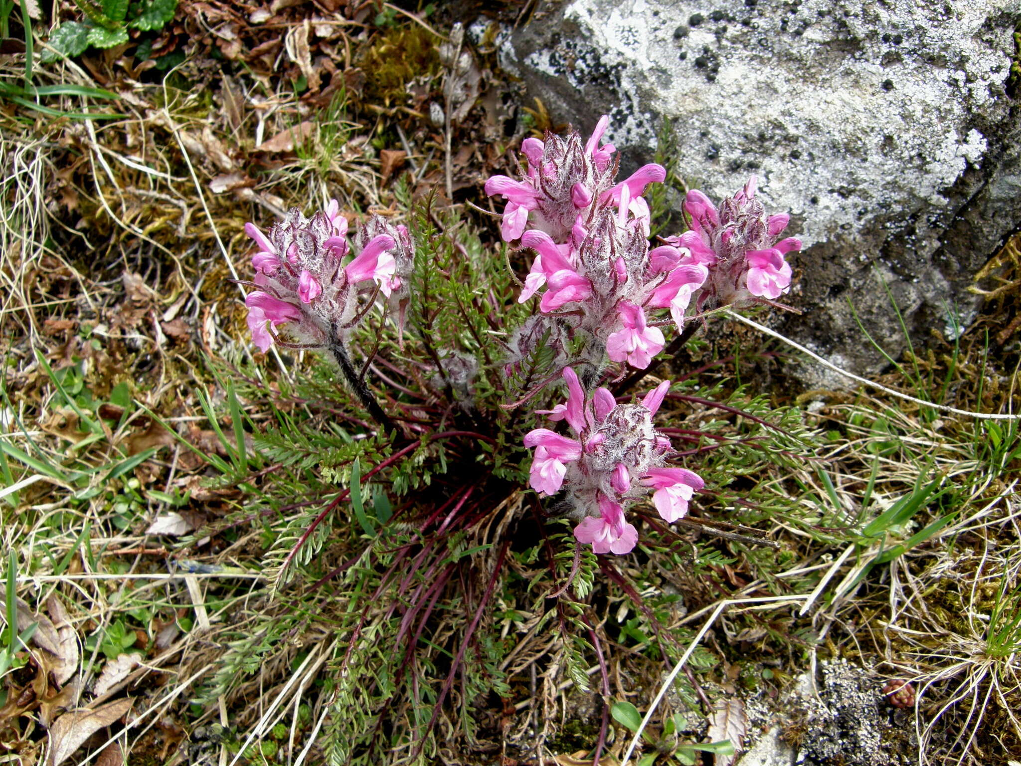 Image of pink lousewort