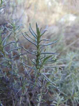 Image of Helichrysum italicum subsp. italicum