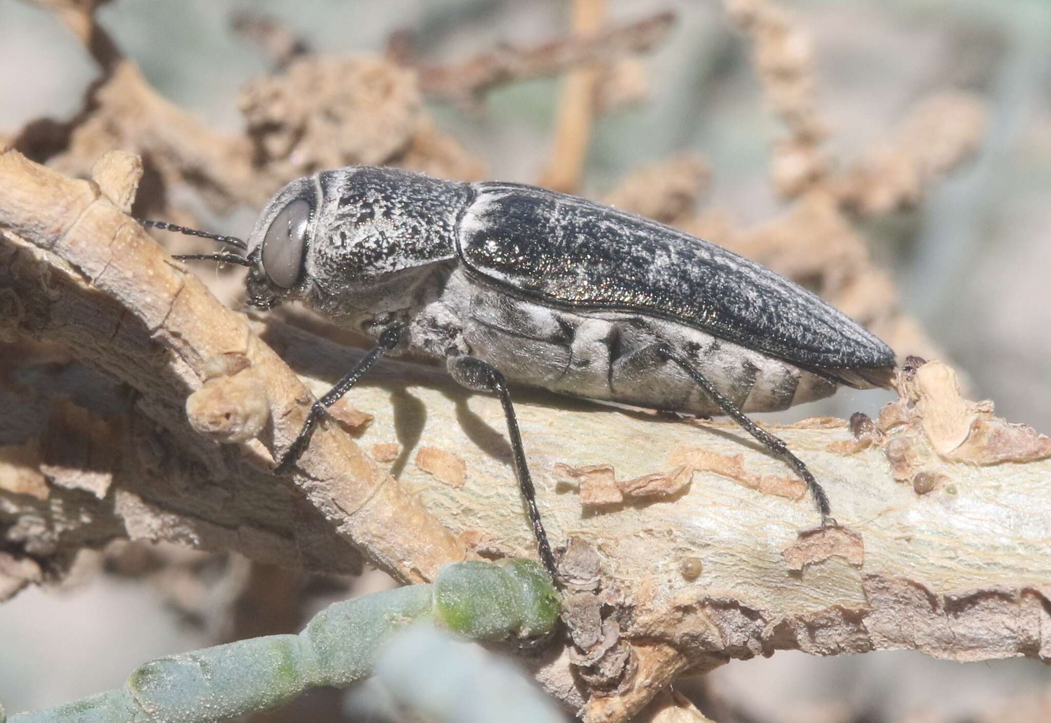 Image of Gyascutus allenrolfeae (Verity 1978)