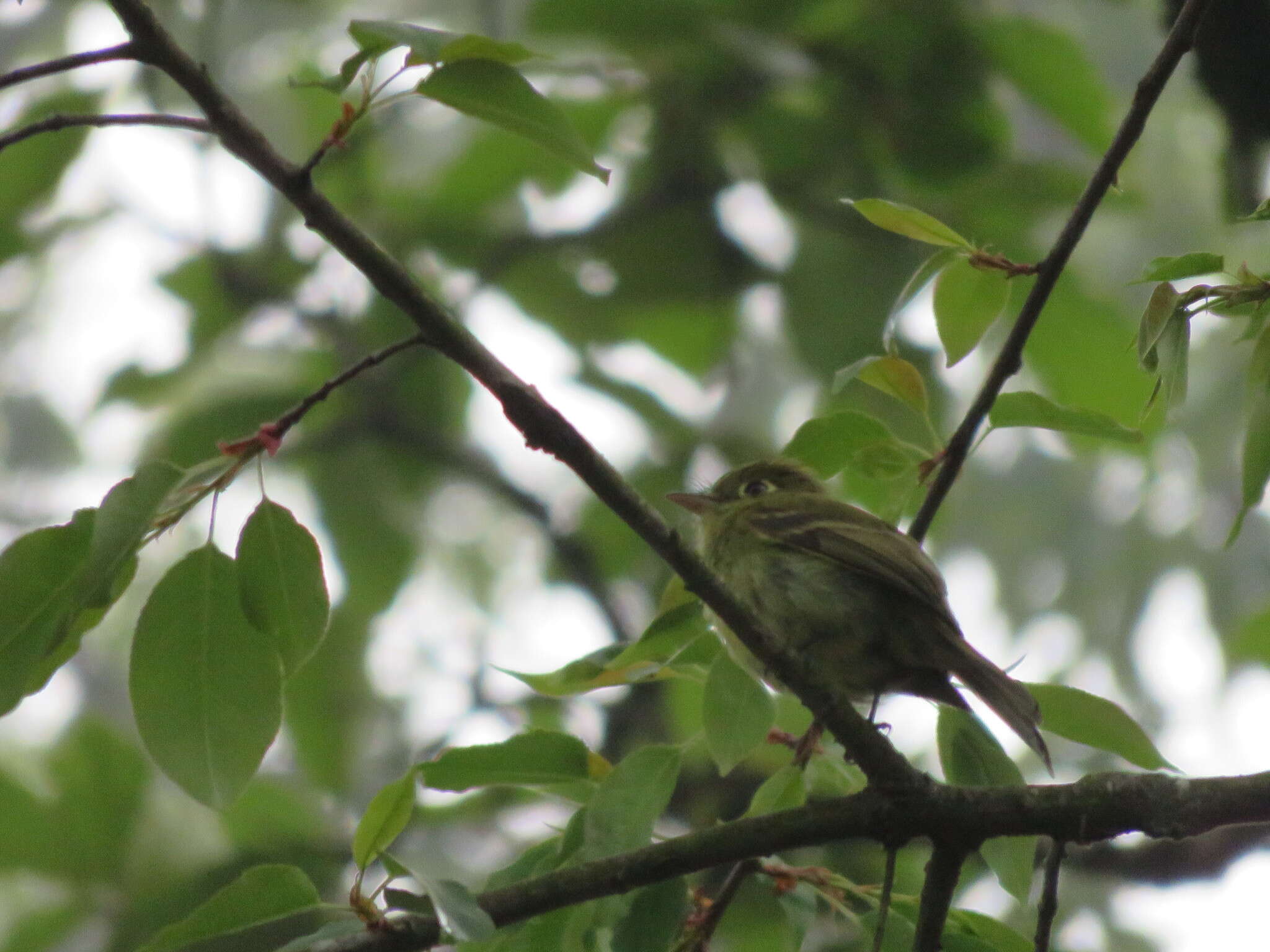 Image of Yellowish Flycatcher