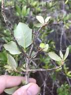 Imagem de Quercus geminata Small