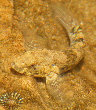 Image of Brown Frillfin