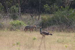 Image of Sri Lankan jackal