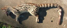 Image of Blotched Genet