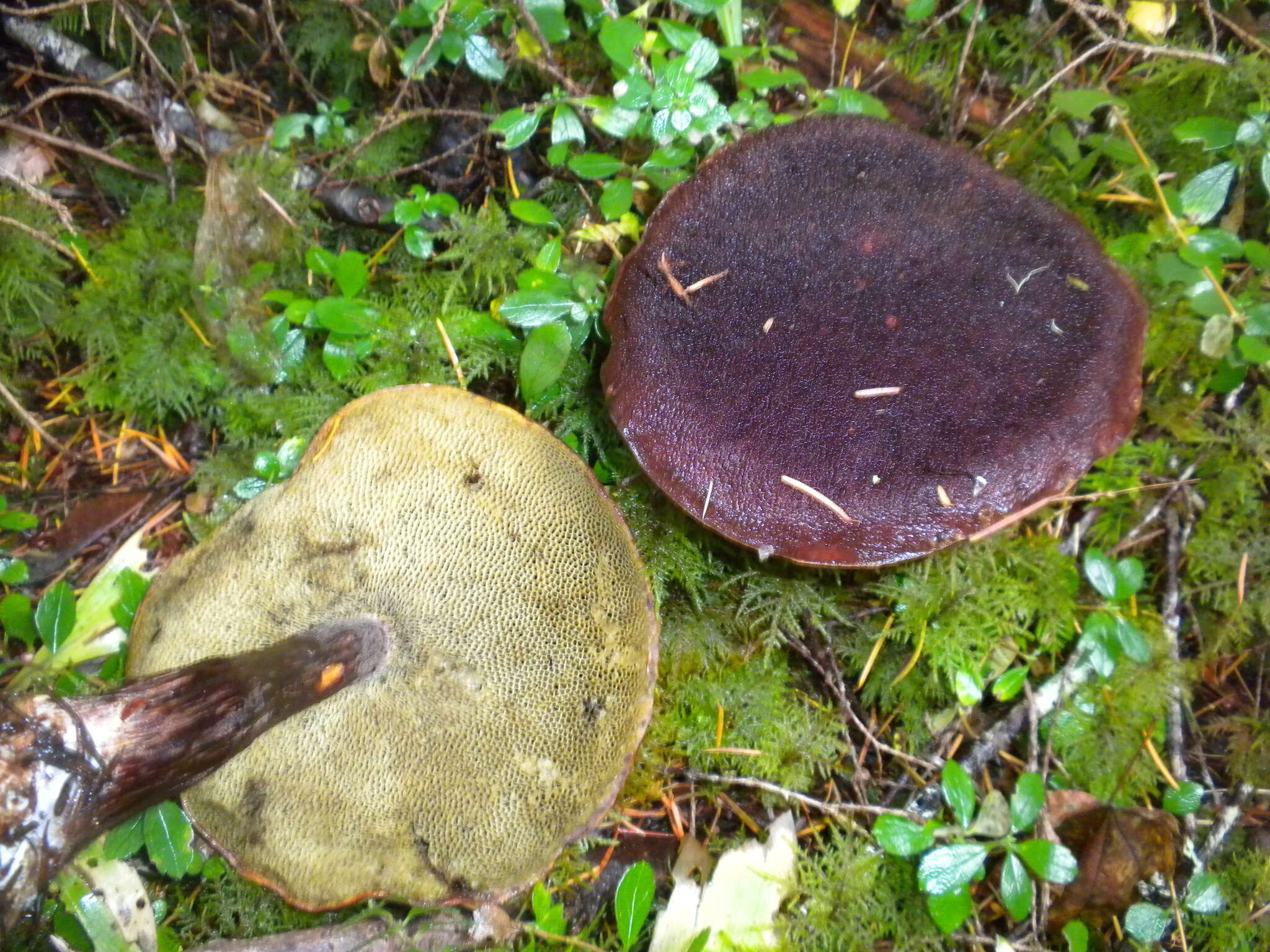 Image of Aureoboletus mirabilis (Murrill) Halling 2015