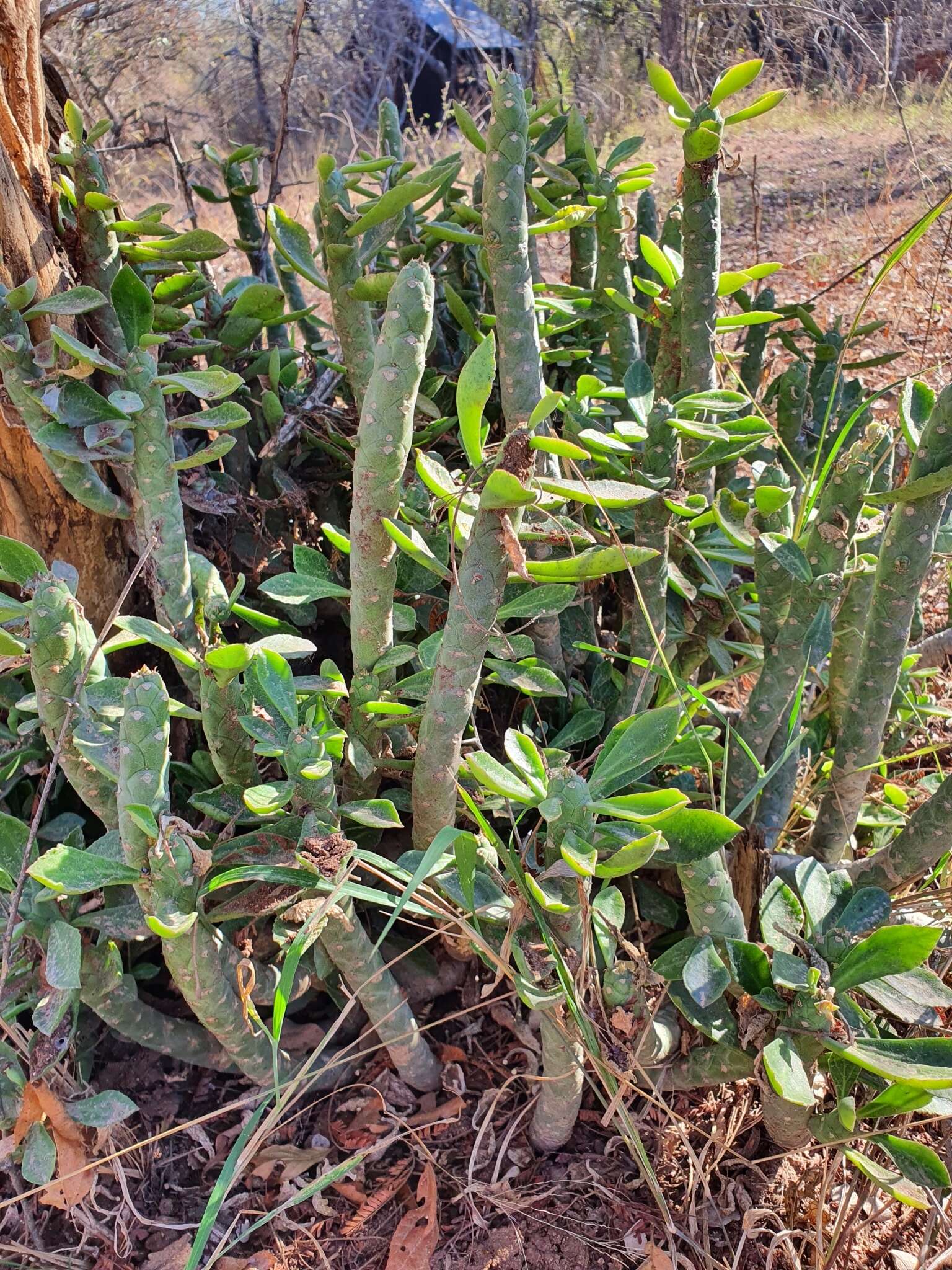 Imagem de Euphorbia lugardiae (N. E. Br.) Bruyns