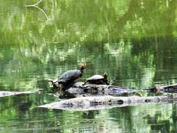 Image of Trachemys callirostris callirostris (Gray 1855)