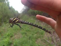 Image of Twin-Spotted Spiketail