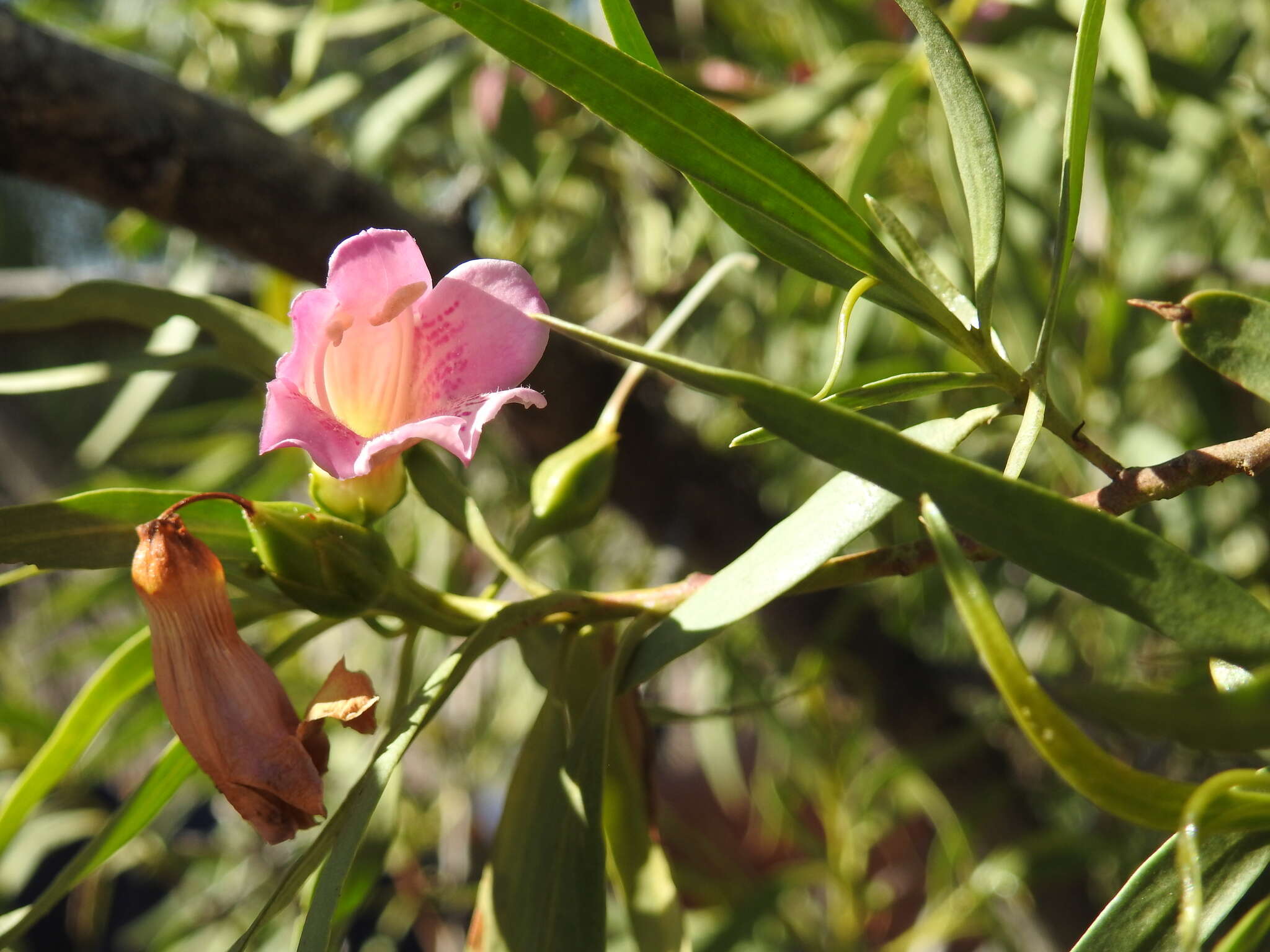 Imagem de Eremophila bignoniiflora (Benth.) F. Muell.