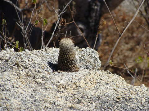 Image of Mammillaria capensis (H. E. Gates) R. T. Craig