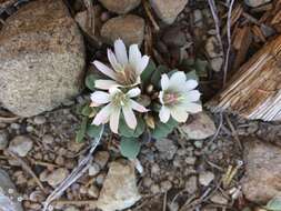 Image of Kellogg's lewisia