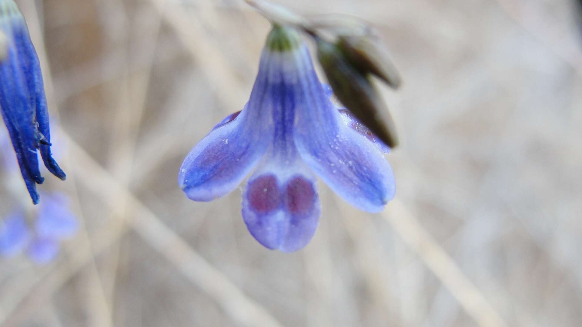 Image of Conanthera trimaculata (D. Don) F. Meigen