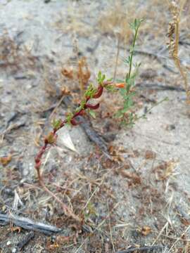 Image of Lewis' evening primrose