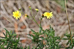 Image of <i>Senecio <i>pinnatifolius</i></i> var. pinnatifolius