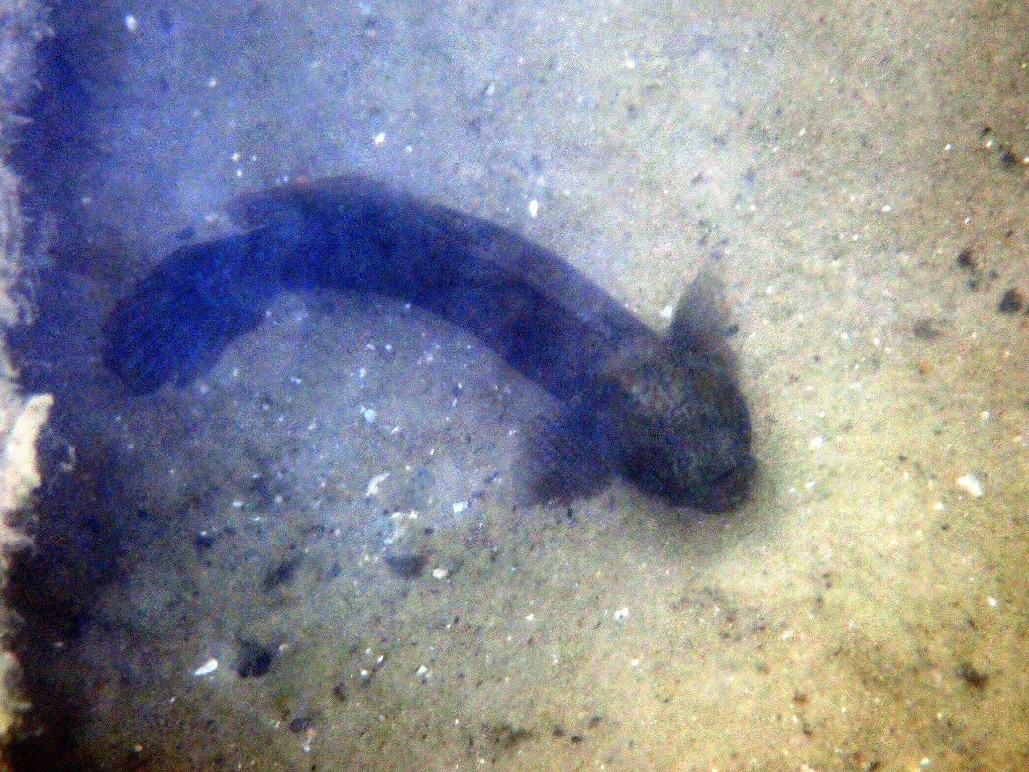 Image of Crested oystergoby