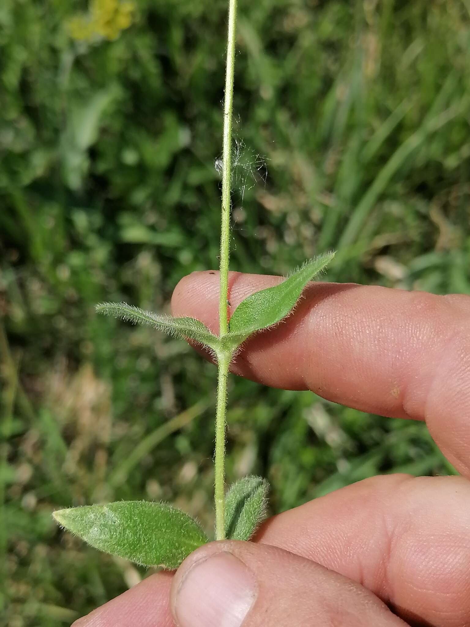 Plancia ëd Cerastium pauciflorum Stev. ex Ser.