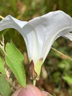 Image of Hedge False Bindweed