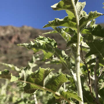 Image of Ambrosia carduacea (Greene) Payne