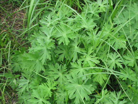 Image of Geranium collinum Stephan ex Willd.