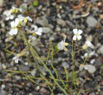 Plancia ëd Arabidopsis lyrata (L.) O'Kane & Al-Shehbaz