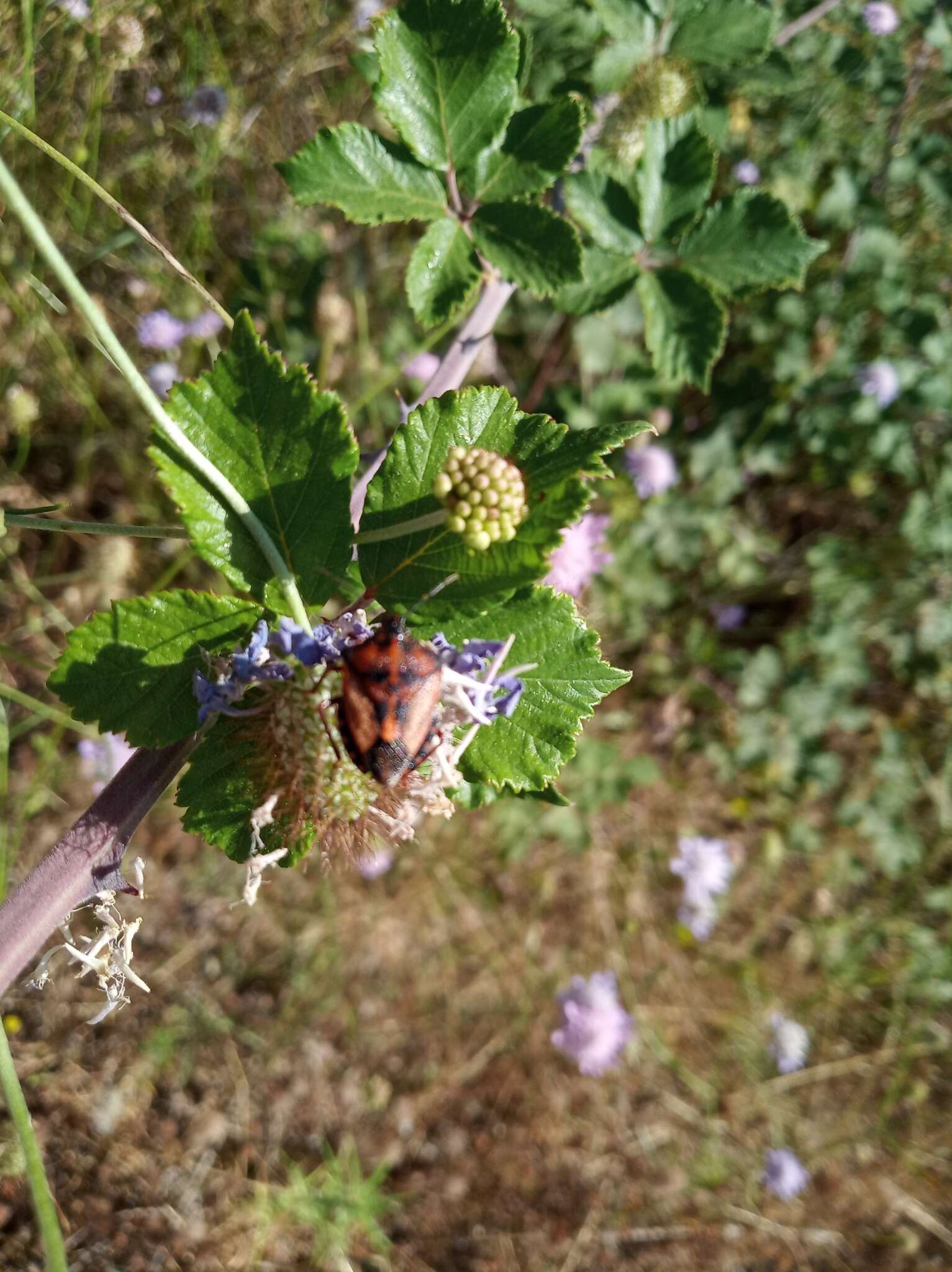 Image of <i>Carpocoris <i>mediterraneus</i></i> mediterraneus