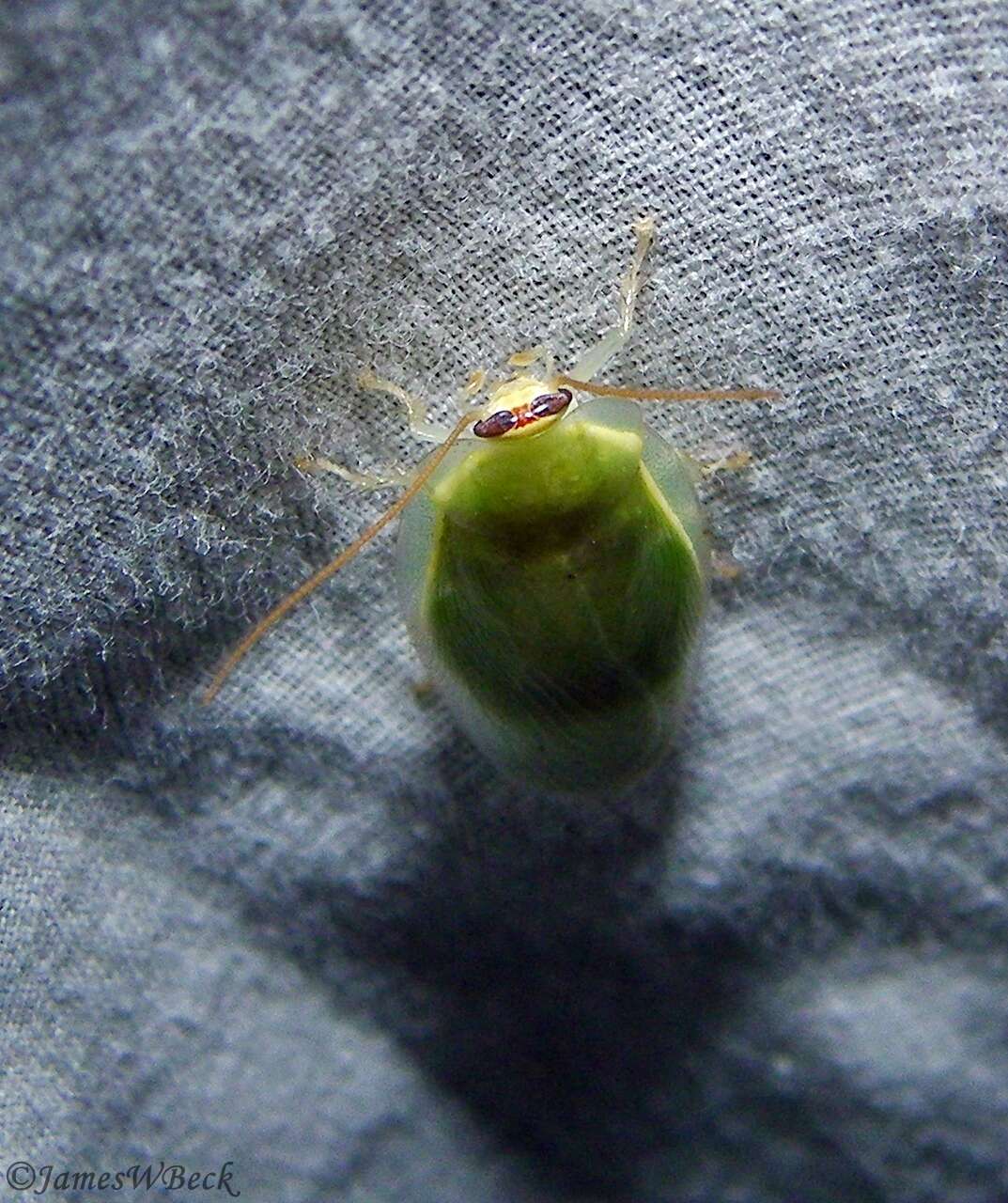 Image of Green Banana Cockroach