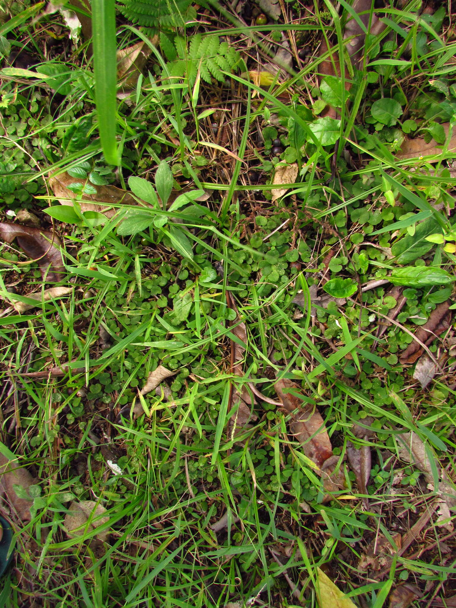 Image de Hydrocotyle exigua (Urb.) Malme