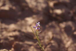 Image of Eremobium aegyptiacum subsp. longisiliquum (Coss.) Maire