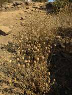 Image of Helenium aromaticum (Hook.) L. H. Bailey