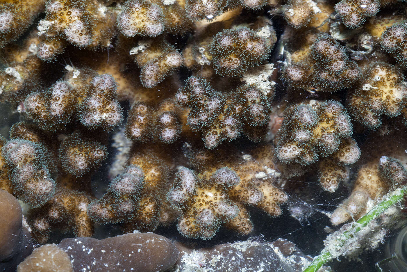 Sivun Pocillopora damicornis (Linnaeus 1758) kuva