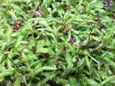 Image of waved silk-moss