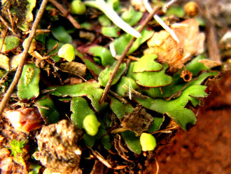 Image of Mannia androgyna (L.) A. Evans