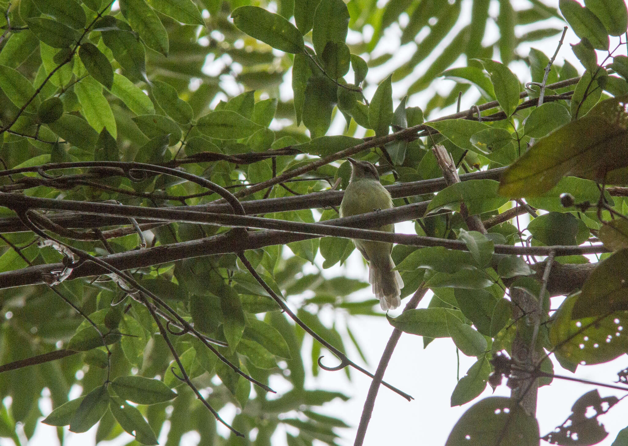 Image of White-lored Tyrannulet