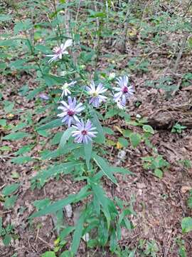 Image of rigid whitetop aster