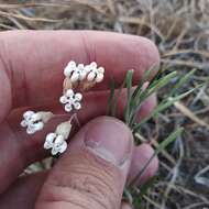 Image de Asclepias rosea Kunth