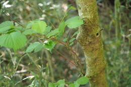 صورة Euptelea polyandra Siebold & Zucc.