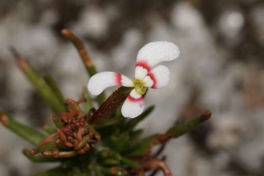 Image of Stylidium breviscapum R. Br.